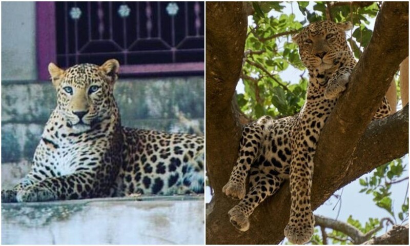 В индийском городе Бера мирно сосуществуют леопарды и люди (5 фото + 2 видео)