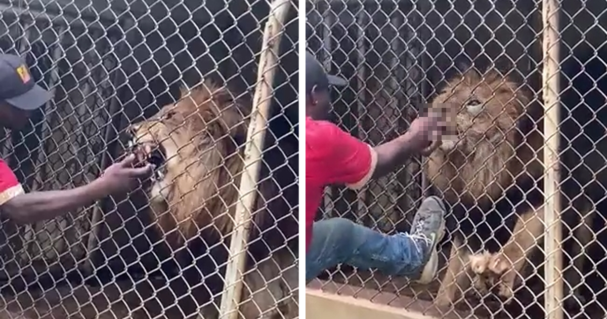 Работник зоопарка раздразнил льва и поплатился за это пальцем (3 фото + 1 видео)