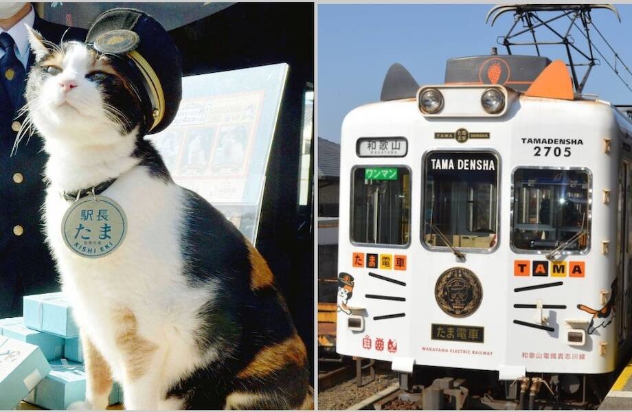 Усатые железнодорожники: станция в Японии, которой 15 лет управляют кошки (11 фото)