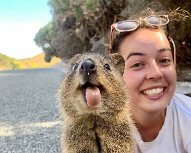 Квокка - улыбчивый зверек из Австралии, которого можно назвать самым позитивным животным в мире (14 фото)