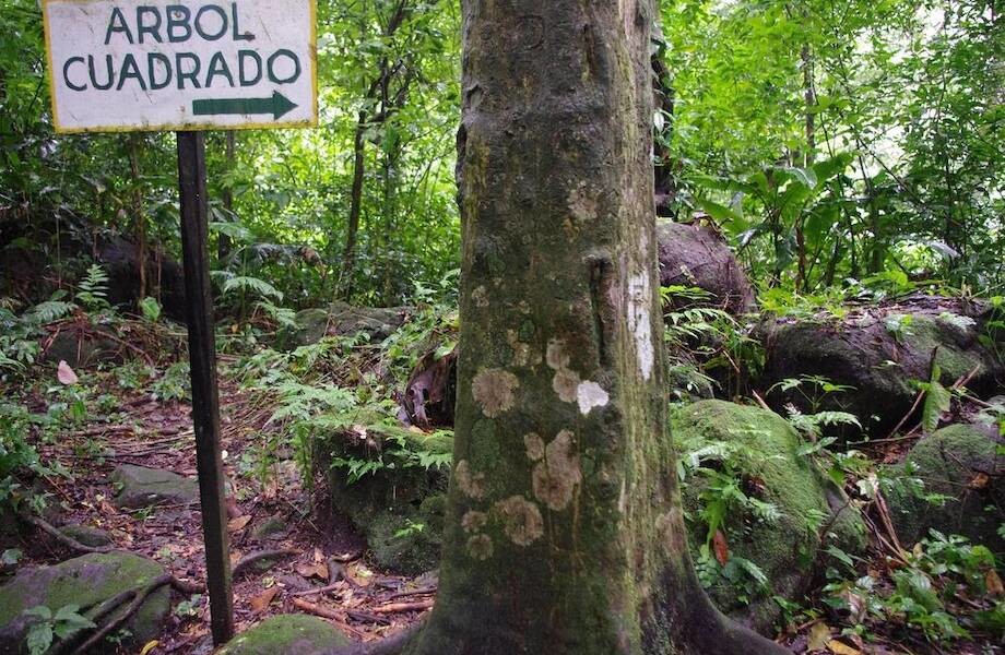 Деревья квадратной формы в панамской деревушке (6 фото)