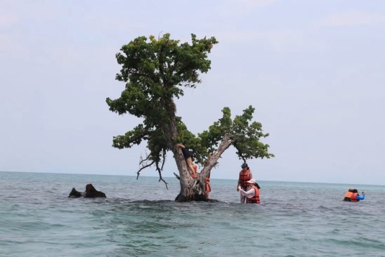 В Таиланде пытаются спасти слишком популярное дерево от любителей селфи (3 фото)