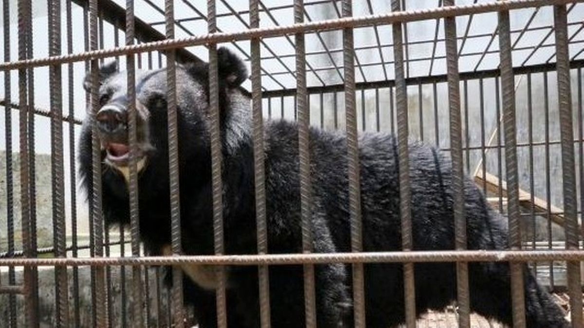 Купленный жительницей Китая «щенок» оказался опасным исчезающим животным (4 фото)