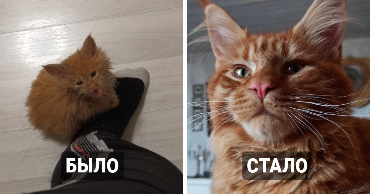Тогда и сейчас: от крохотного котёнка до взрослого кота (19 фото)