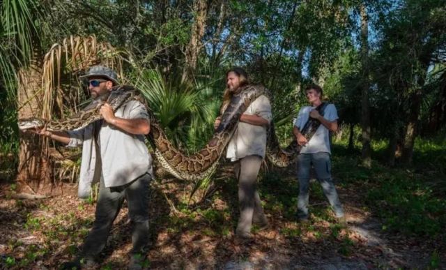 Во Флориде поймали невероятно огромного питона весом почти в 100 килограмм (2 фото)