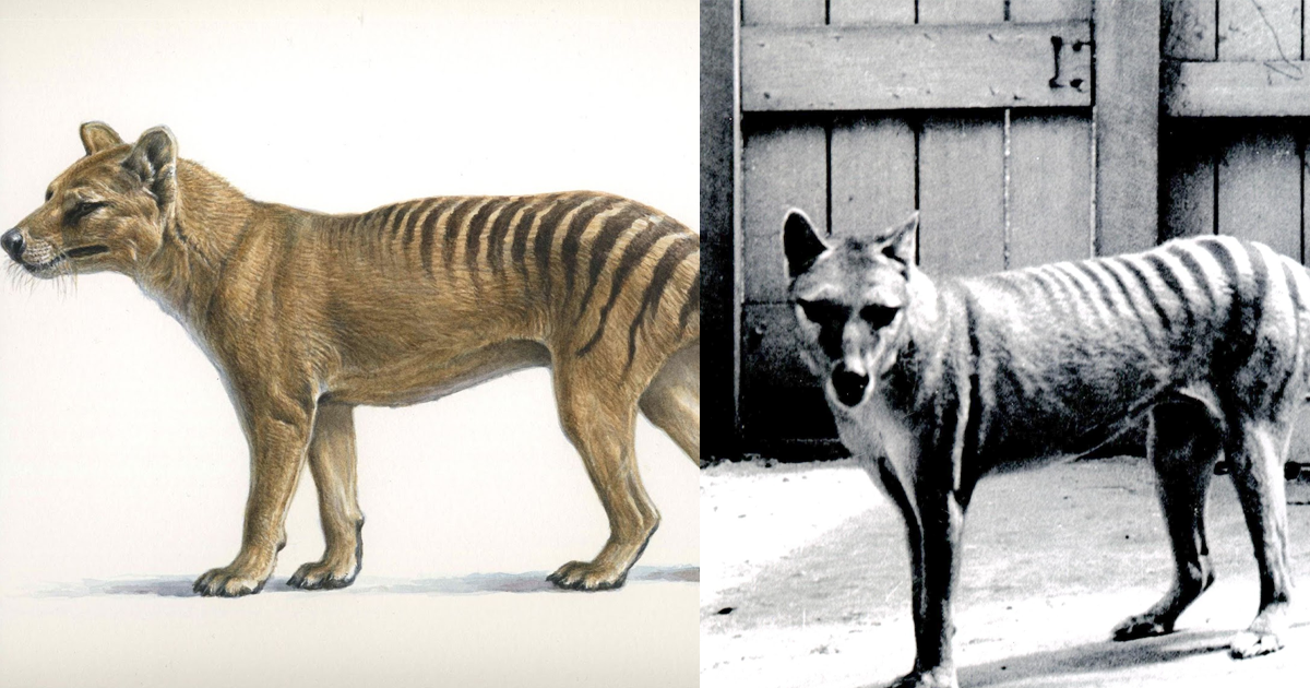 В Австралии решили воссоздать вымерший вид, которого нет почти 100 лет (4 фото)
