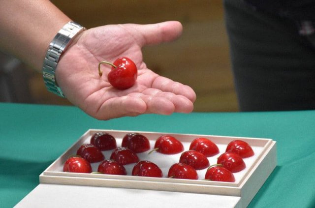 В Японии продали черешню нового сорта Aomori Heartbeat - 15 ягод обошлись в 4,4 тысячи долларов (5 фото)