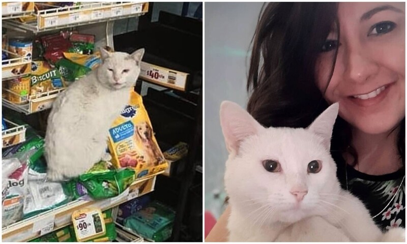 Девушка подобрала кота, который сидел у магазина и выпрашивал внимания (14 фото)