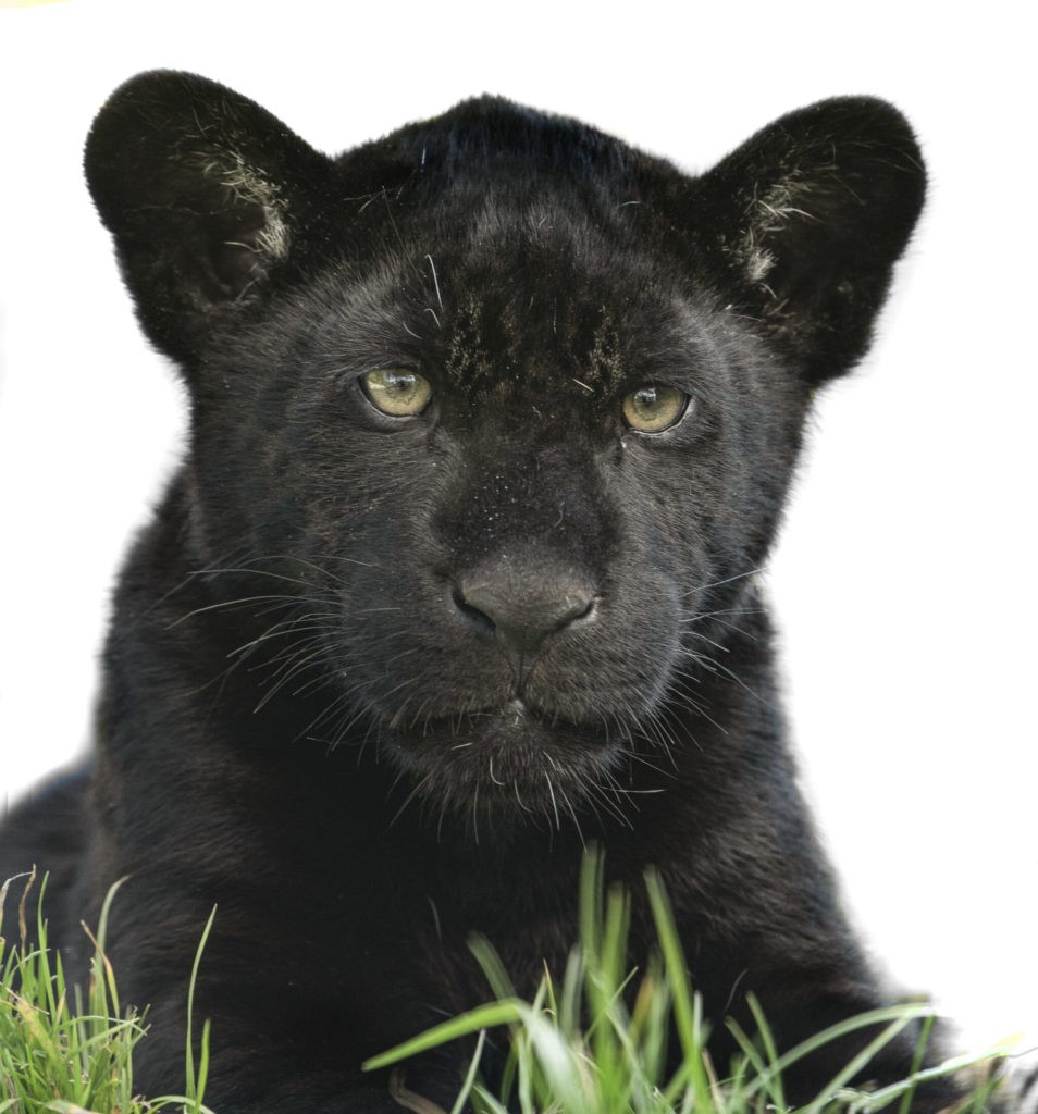 Черная пантера Inka (8 фото)
