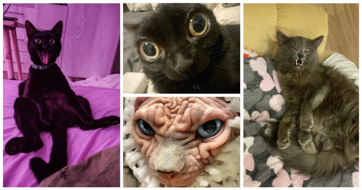 20 смешных кошачьих эмоций, в которых вы наверняка узнаете себя (20 фото)