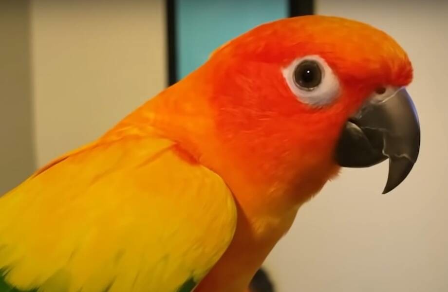Попугай, который 6 лет «тиранит» хозяйку, принимая за нее решения (4 фото + 1 видео)