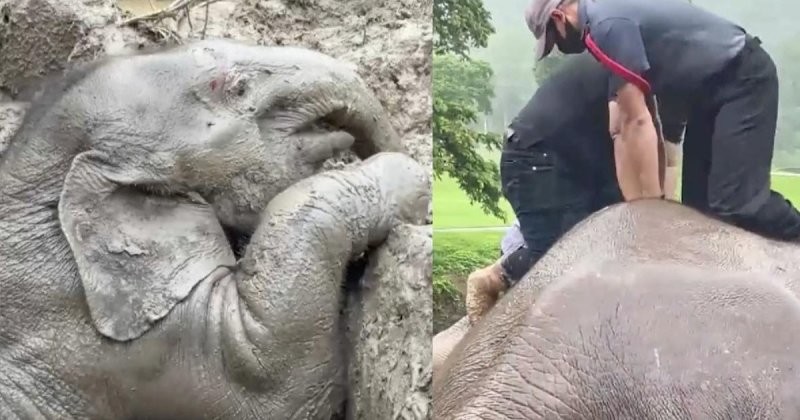 Драматическое видео: слониху и её детёныша спасли из канализации в Таиланде (6 фото + 2 видео)