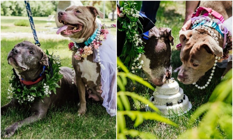В приюте устроили свадьбу для двух стареньких собак (13 фото)