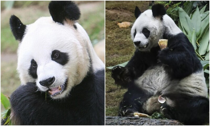 В Гонконге скончалась старейшая панда в мире (6 фото)