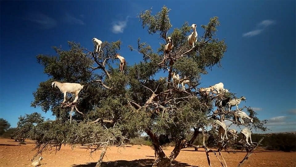 Почему «козьи деревья» встречаются только в Марокко (5 фото + 1 видео)