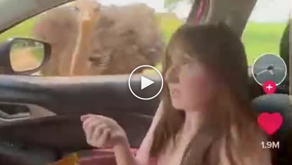 Девушка впервые видит страуса