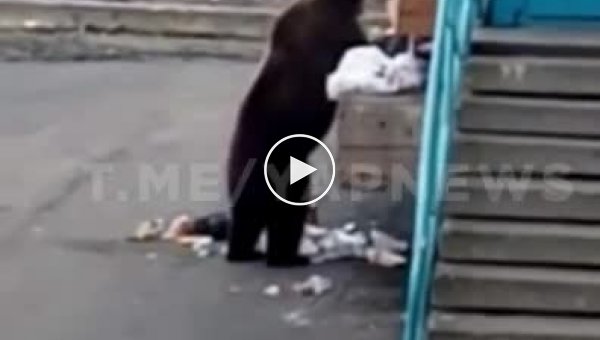 Помойный кот. Встреча мужчины с медведем в Норильске