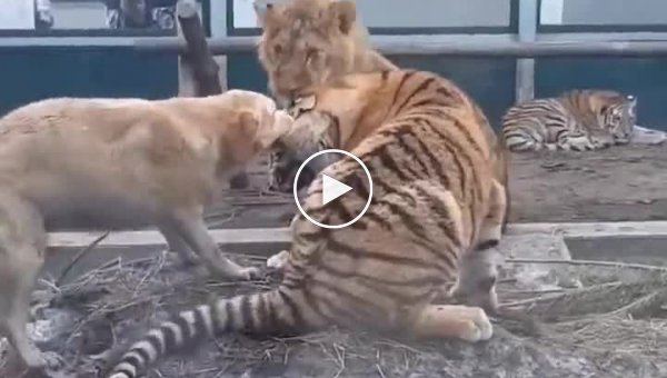 Бесстрашный пес разнял драку льва и тигра