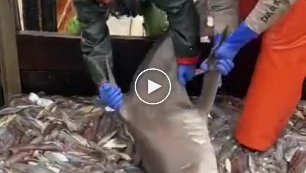 Рыбакам пришлось бороться с наглой акулой, которая не захотела сама добывать себе пропитание