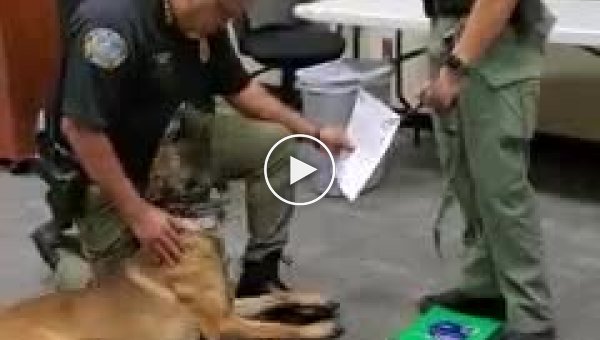 Полицейский пес не мог скрыть эмоций на своей присяге
