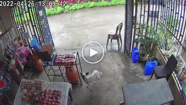 Сообразительный пес украл еду из магазина