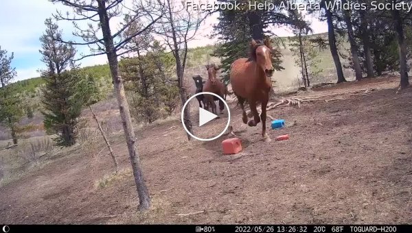 Дикие лошади пытаются скрыться от медведя гризли