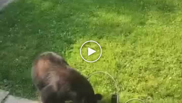 Кот впервые увидел медведя и ненадолго впал в ступор