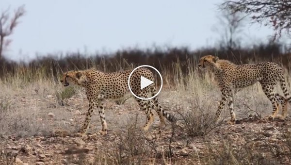 Антилопа гну смогла защитить детеныша от гепардов