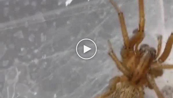Ученый решил скрестить гусеницу и паука