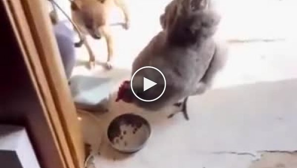 Пес не смог защитить свою миску с едой от курицы