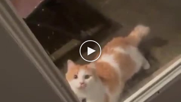Сложные отношения кошки с дверью