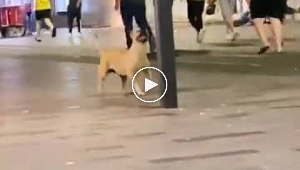 Собака играет с воздушным шариком на улице