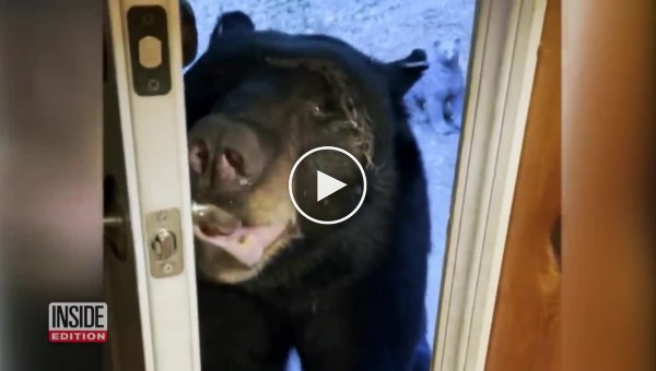 Закрой, пожалуйста, дверь женщина прогнала медведя вежливостью