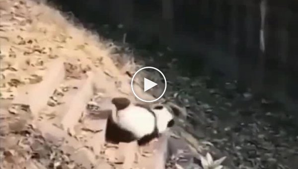 Панды - самые неуклюжие животные на свете