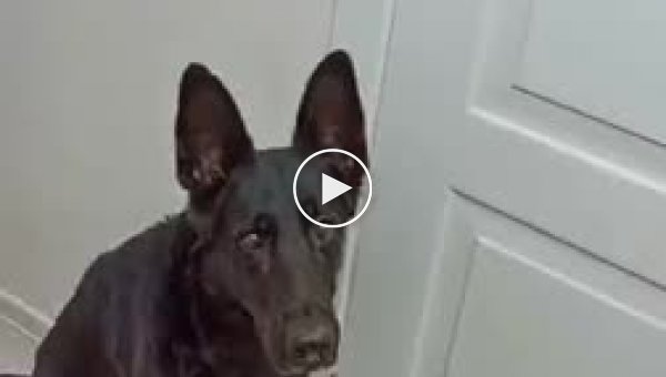 Как научить собаку закрывать двери