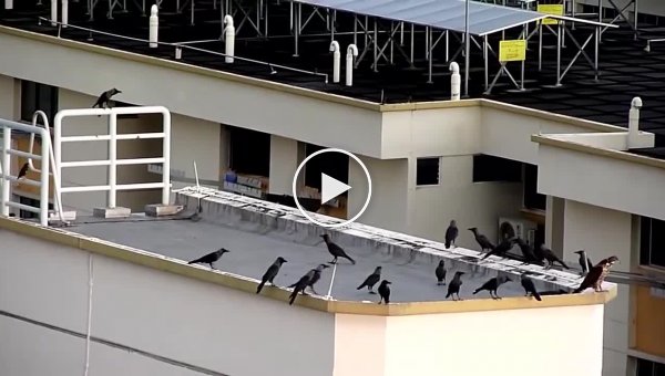 Зачем вороны клюют других животных за хвост