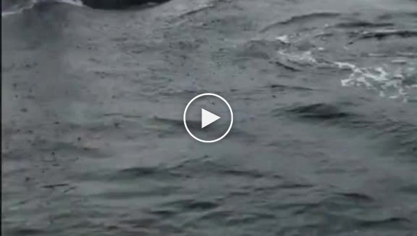 Морской лев запрыгнул на лодку, чтобы спастись от косатки