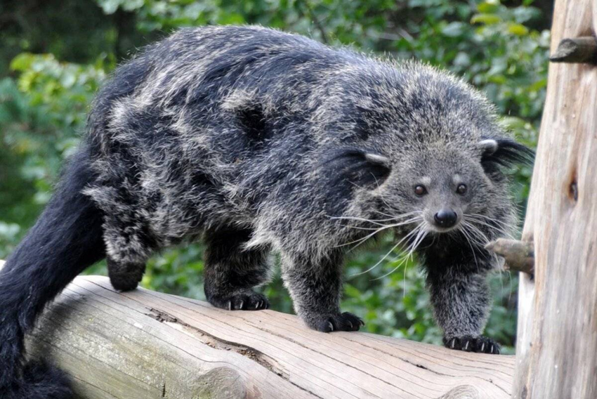 Binturong: What do you get when you mix bear, cat, dog, monkey and ...