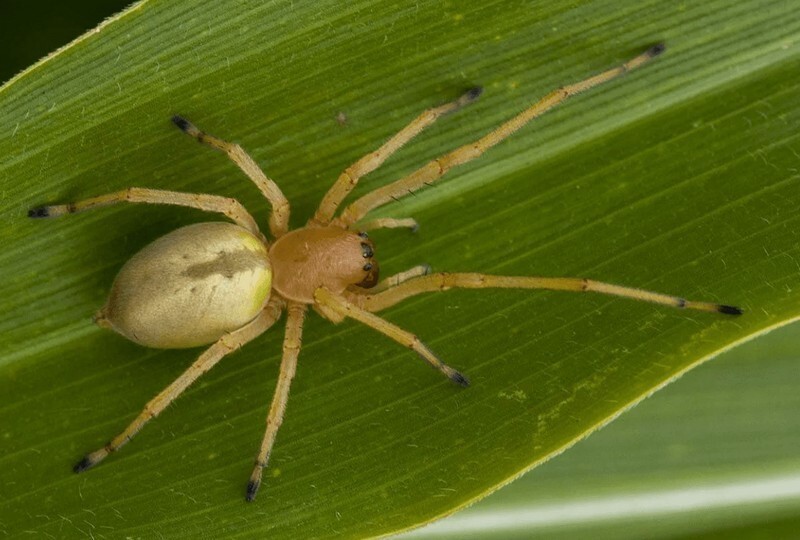 Ten most poisonous spiders in the world (11 photos) » Nevsedoma