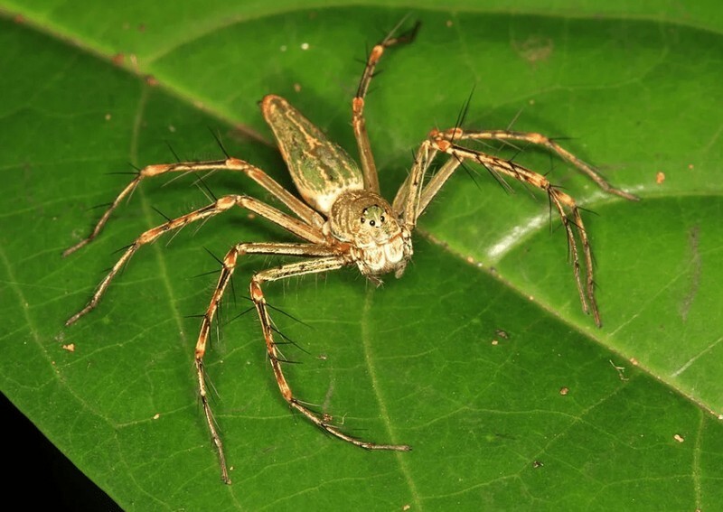 Ten most poisonous spiders in the world (11 photos) » Nevsedoma