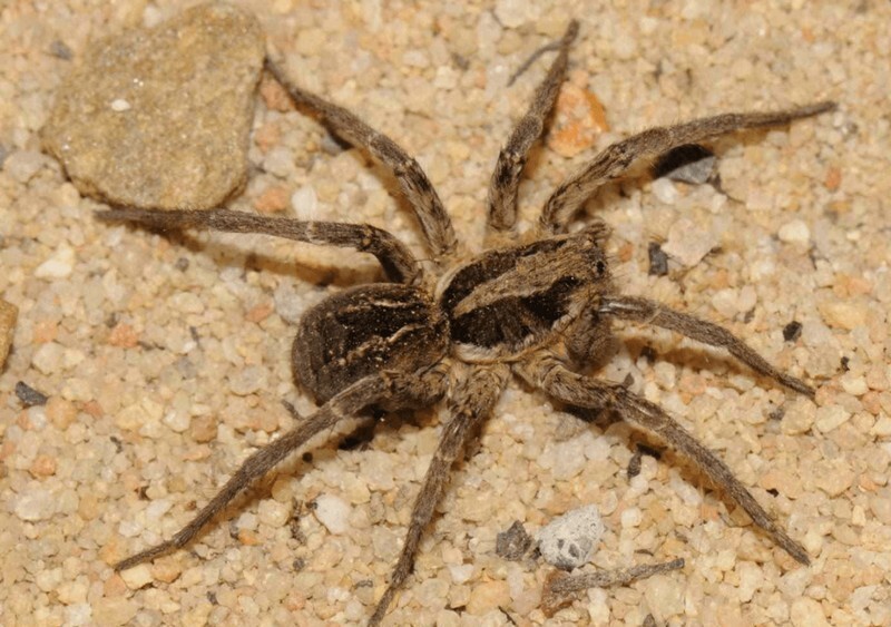 Ten most poisonous spiders in the world (11 photos) » Nevsedoma