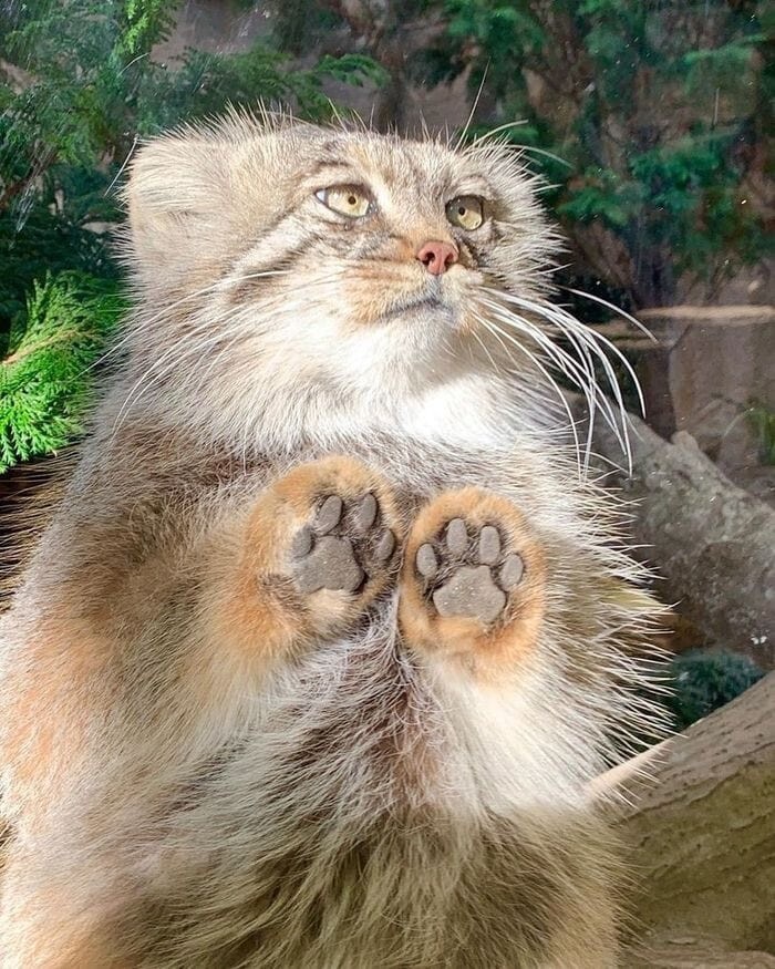 Softness and fluffiness: 18 photos of charming animal paws (20 photos ...