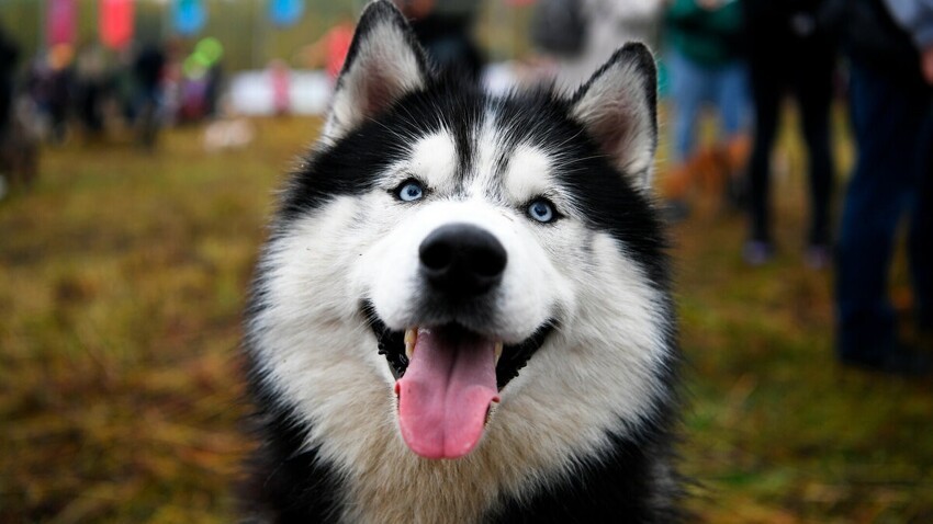 Хаски (сибирский хаски) это надёжный и преданный компаньон, великолепная выставочная собака.