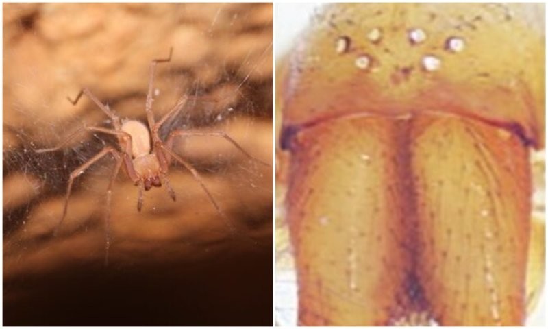 7 new spider species discovered in caves in Israel