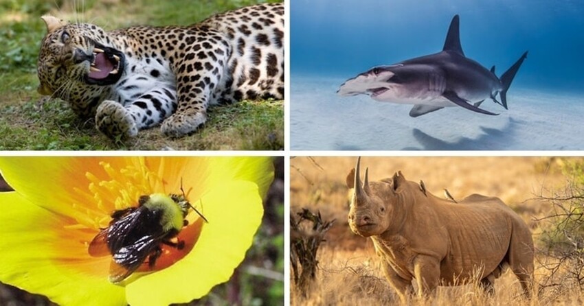15 rarest animals in the world that are on the verge of extinction (16  photos) » Nevsedoma