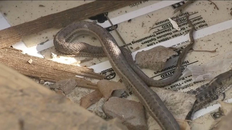 Oh, so you think you want to move to Arizona?' A Woman Found A Snake Skin  On Top Of Her Kitchen Cabinet… But She Still Hasn't Found The Snake »  TwistedSifter