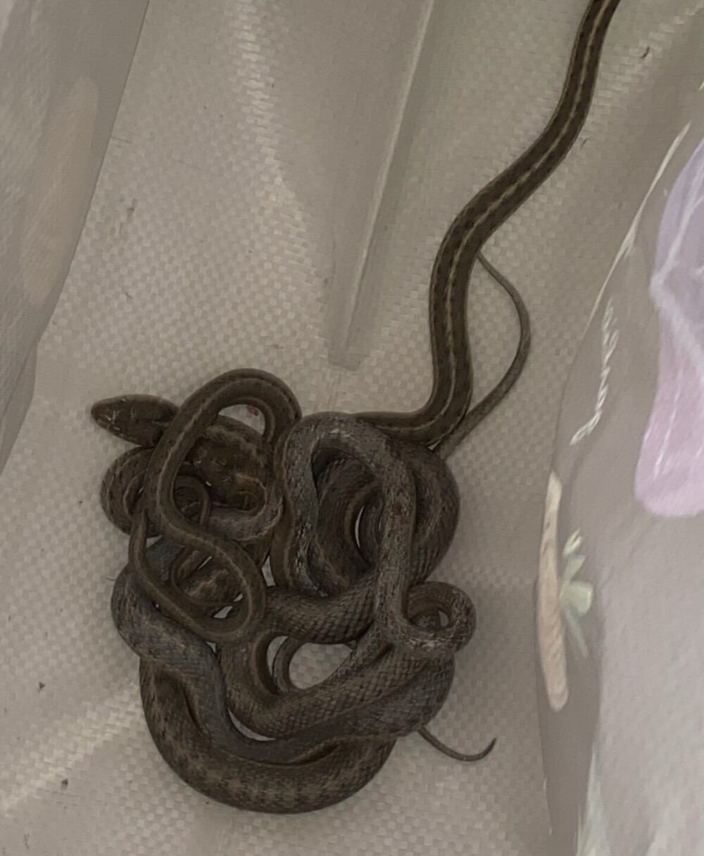 Oh, so you think you want to move to Arizona?' A Woman Found A Snake Skin  On Top Of Her Kitchen Cabinet… But She Still Hasn't Found The Snake »  TwistedSifter