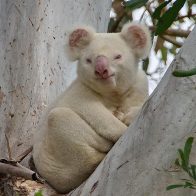 A Selection Of Amazing Albino Animals 17 Photos Nevsedoma