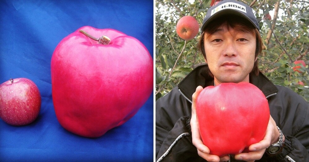 14 photos of vegetables and fruits that got into the Guinness Book of