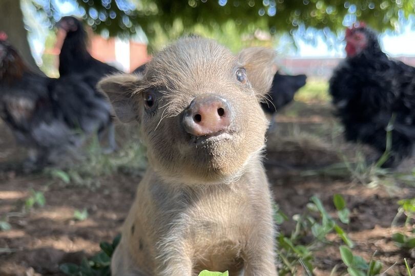 Hairdresser turned taxidermist creates taxidermy pig piggy bank